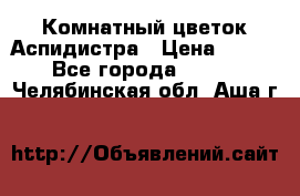 Комнатный цветок Аспидистра › Цена ­ 150 - Все города  »    . Челябинская обл.,Аша г.